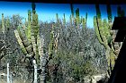 20100503-8668-VeryArid-Cacti-CaboSanLucasMexico